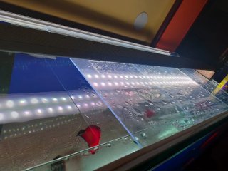 Acuario 530L con mesa y sump