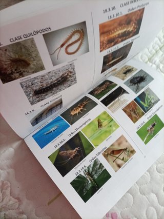 Libro Notas 2024 Biología y Geología 1ESO inglés