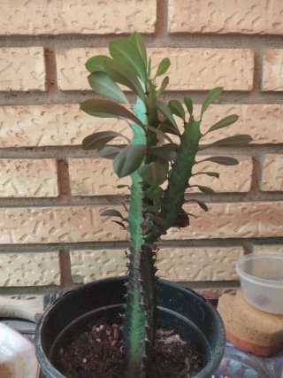 Planta Cactus con Hojas