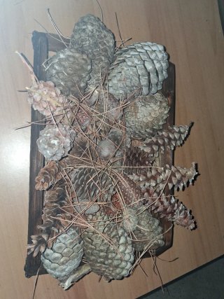 Decorazioni Natalizie con Pigne