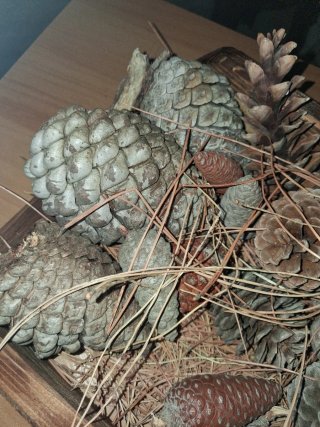 Decorazioni Natalizie con Pigne