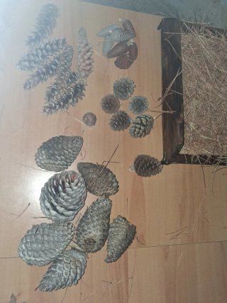 Decorazioni Natalizie con Pigne