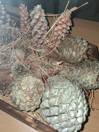 Decorazioni Natalizie con Pigne