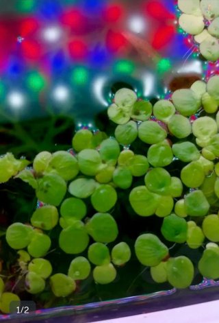 Spirodela Polyrhiza - piante per acquari e stagni