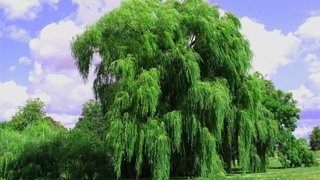Salice Piangente (Salix alba) h 50 cm