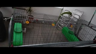 Jaula gallinas