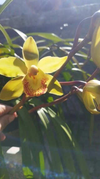 Muda de Orquídea Amarela com 3 ou 4 bolbos