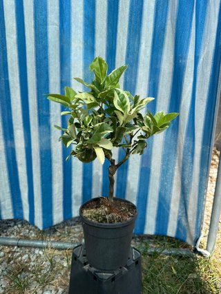 Limone Variegato Frutto polpa Ross