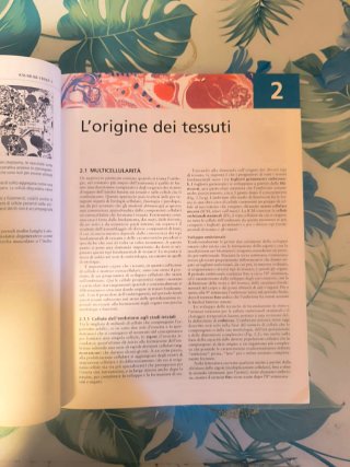 Istologia funzionale, Kerr