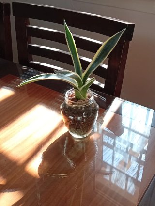 Agave Americana Variegata - Tarro Tinaja Cristal