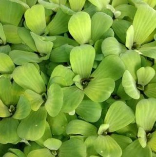 Lote 4 plantas acuario