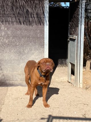 Adiestradora canina a domicilio