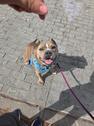 Adiestradora canina a domicilio