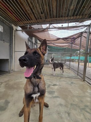 Adiestradora canina a domicilio
