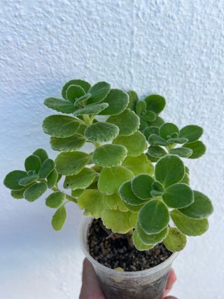 Planta antimosquitos