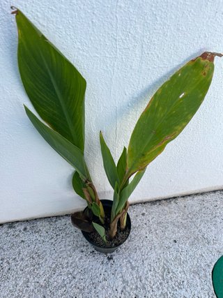 Planta Canna flores rojas y naranjas