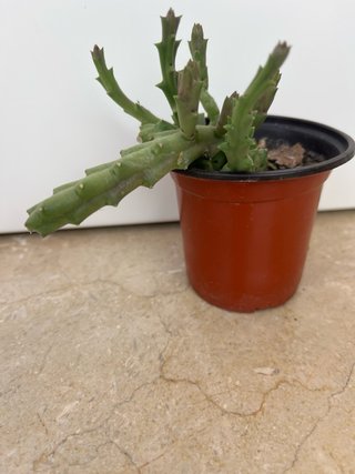 Planta Stapelia Orbea