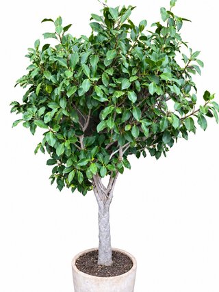 Ficus microcarpa 190 cm