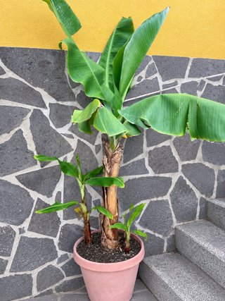 Platanera 180 cm con 3 hijuelos