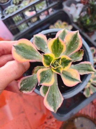 Aeonium sumburs 10.5cm