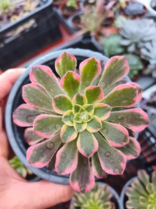 Aeonium wheelss of fascination 10.5cm