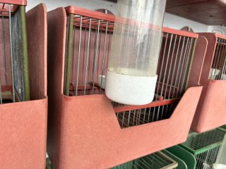 Jaulas para pájaros (jilgueros)