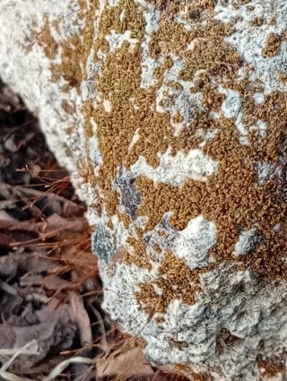 Roca Rocalla con Musgo Vivo Sierra Morena- Suiseki