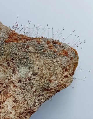 Roca Rocalla con Musgo Vivo Sierra Morena- Suiseki