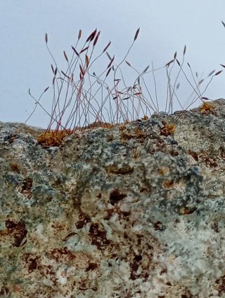 Roca Rocalla con Musgo Vivo Sierra Morena- Suiseki
