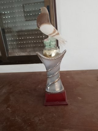 Trofeo Palomo