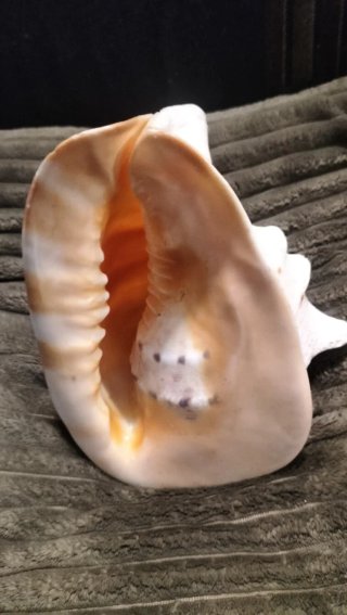 Conchiglia decorativa