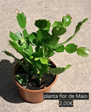 Planta do Dinheiro (Pilea)