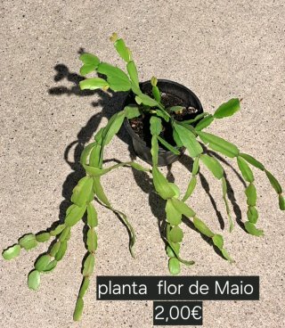 Planta do Dinheiro (Pilea)