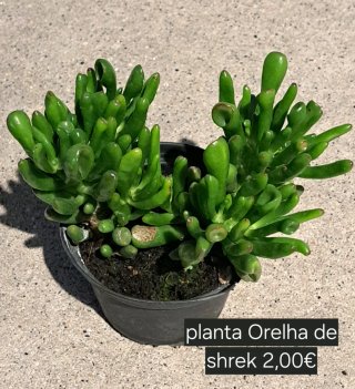Planta do Dinheiro (Pilea)