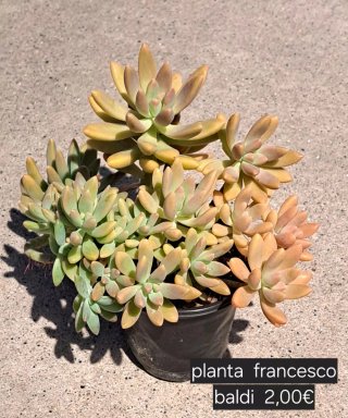 Planta do Dinheiro (Pilea)