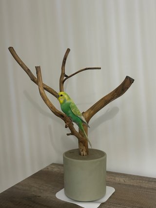 Palo para pájaros de madera