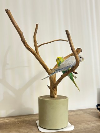 Palo para pájaros de madera