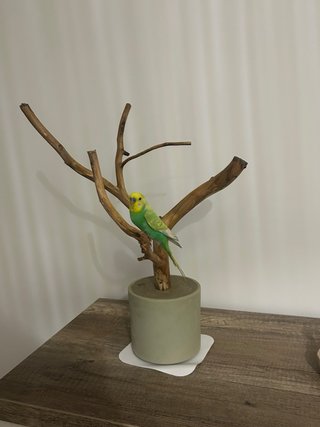 Palo para pájaros de madera