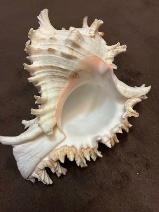 Concha Chicoreus Ramosus