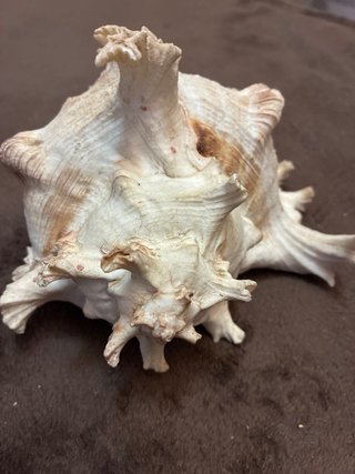 Concha Chicoreus Ramosus