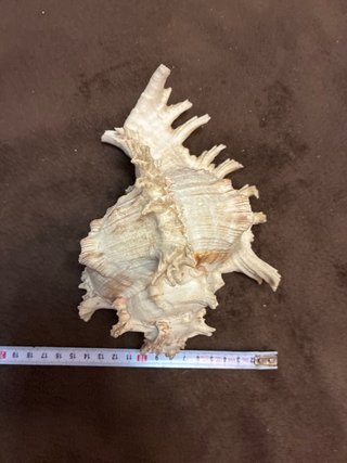 Concha Chicoreus Ramosus