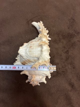 Concha Chicoreus Ramosus