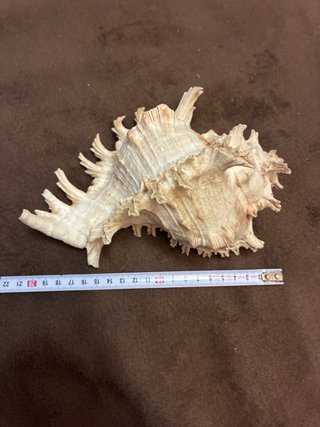 Concha Chicoreus Ramosus