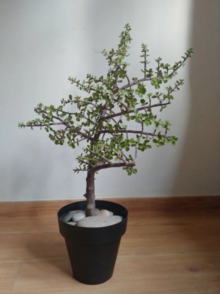 Planta Portulacaria Afra(Árbol de Jade) (no cactu)