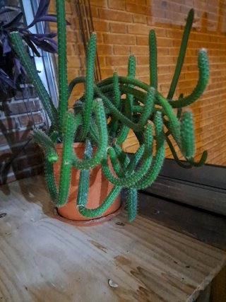 Cactus Cleistocactus Samaipatanus