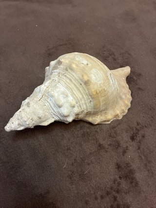 Caracola Marina Charonia Lampas