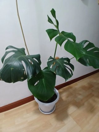Planta Monstera Deliciosa (Costilla de Adán)