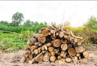 Leña para chimenea o barbacoa