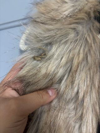 Chaleco pelo Zara Talla L