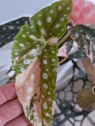 Begonia Maculata Pink Variegata